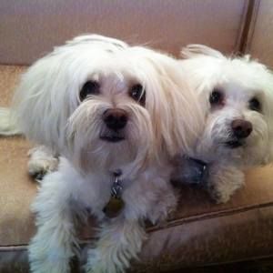 Meet your Posher, Cretee